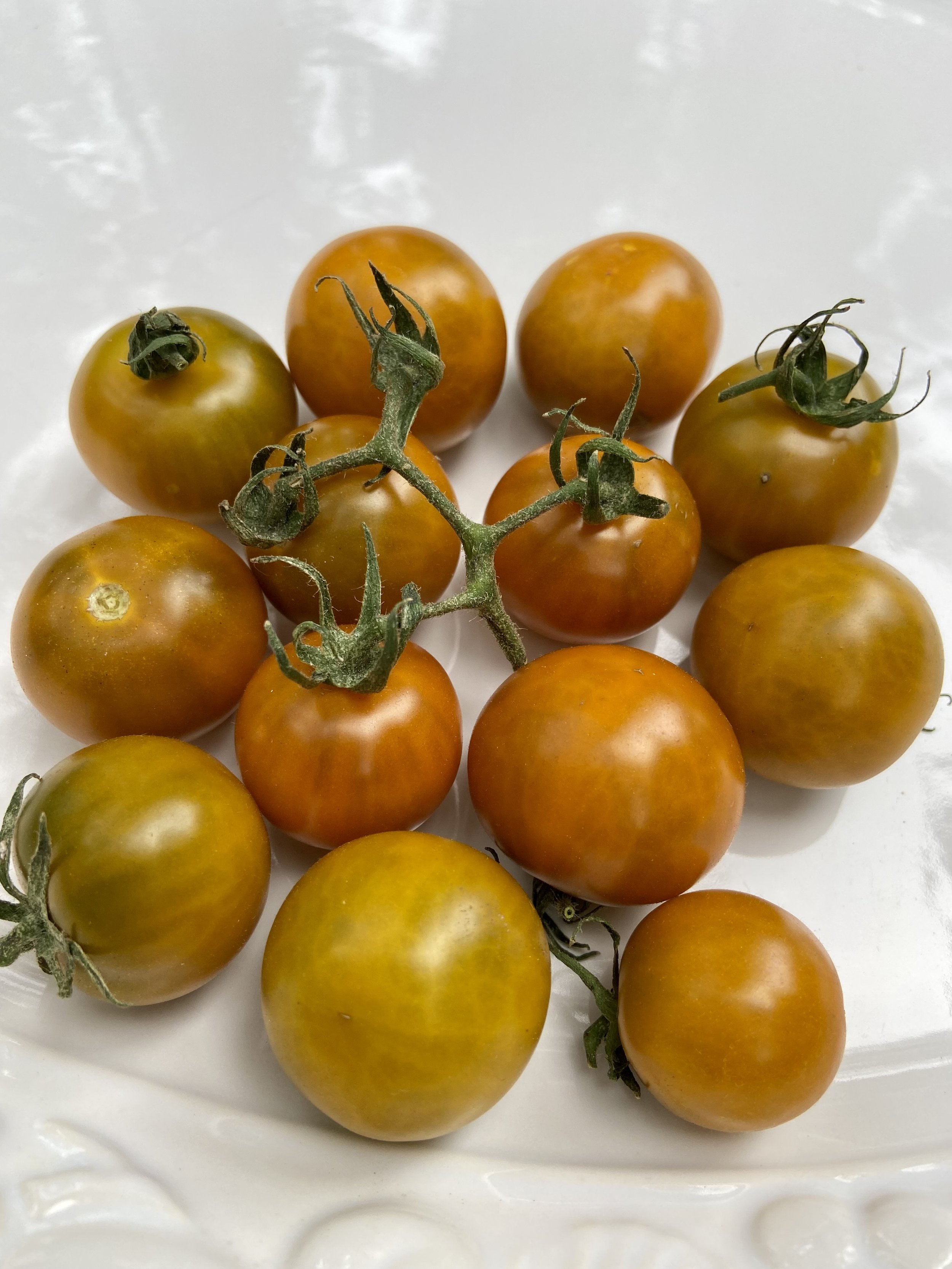 muscat Dark Orange Muscat Tomato (Rare) — Elevated Gardening